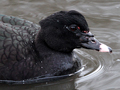 Muscovy Duck